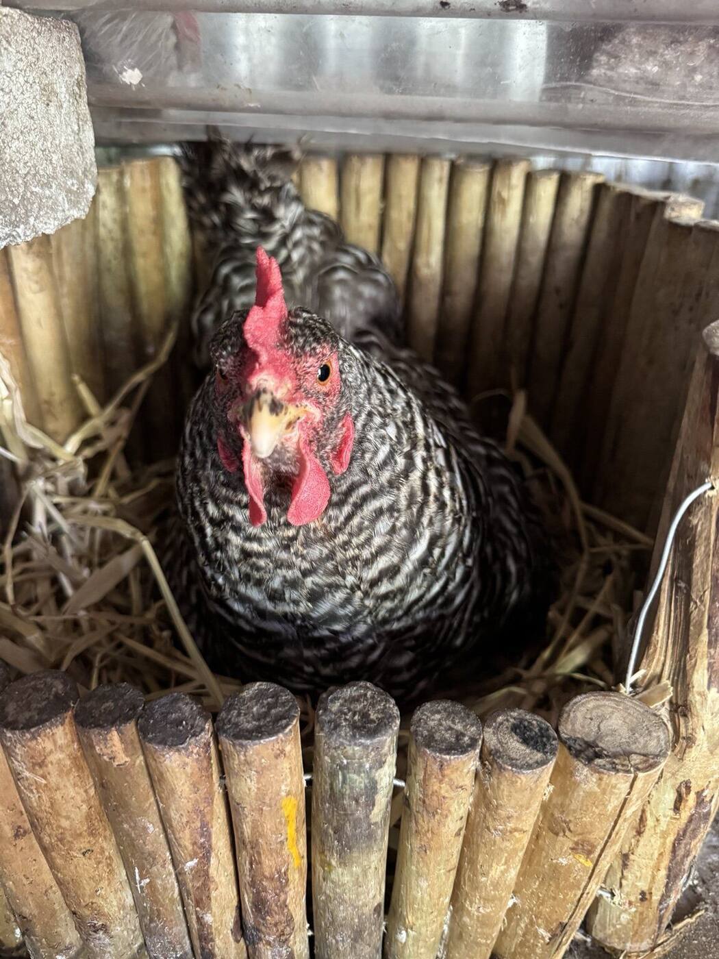 A speckled hen nesting in the Eden Farm henhouse