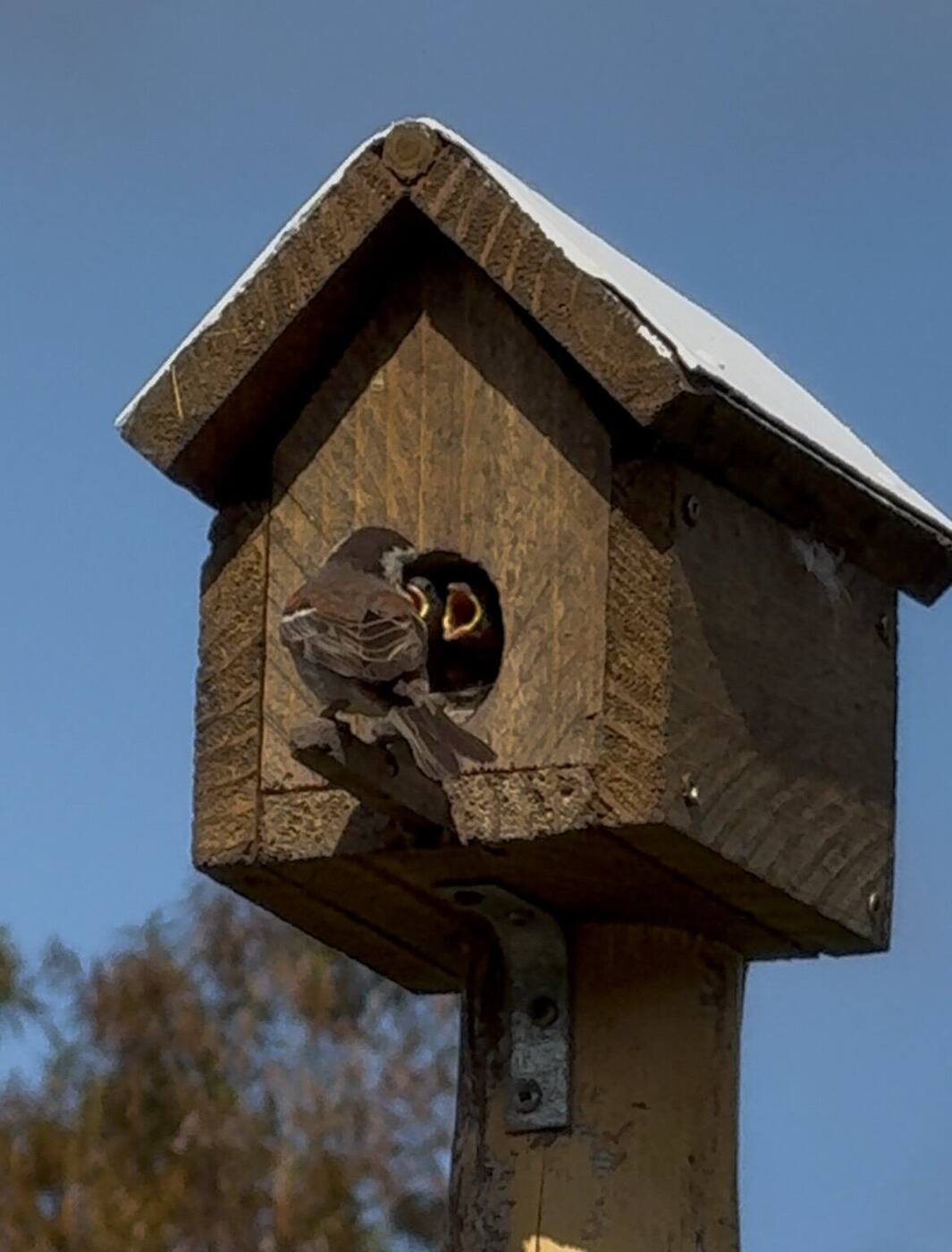 A small bird peeking from a wooden nesting box