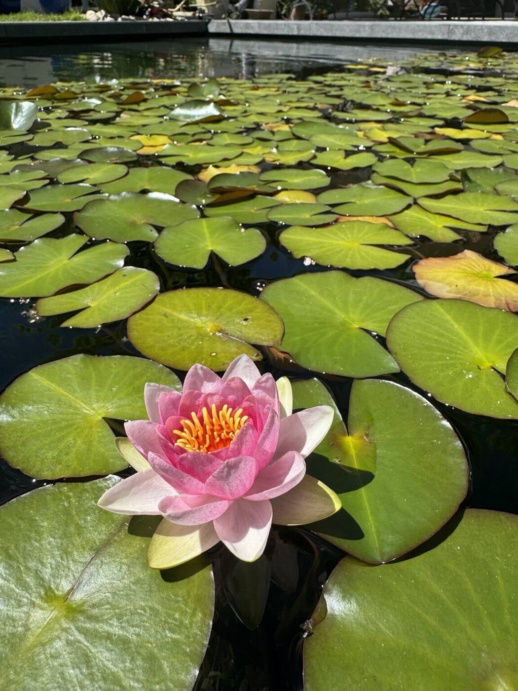 A pink water lily flowering among lily pads