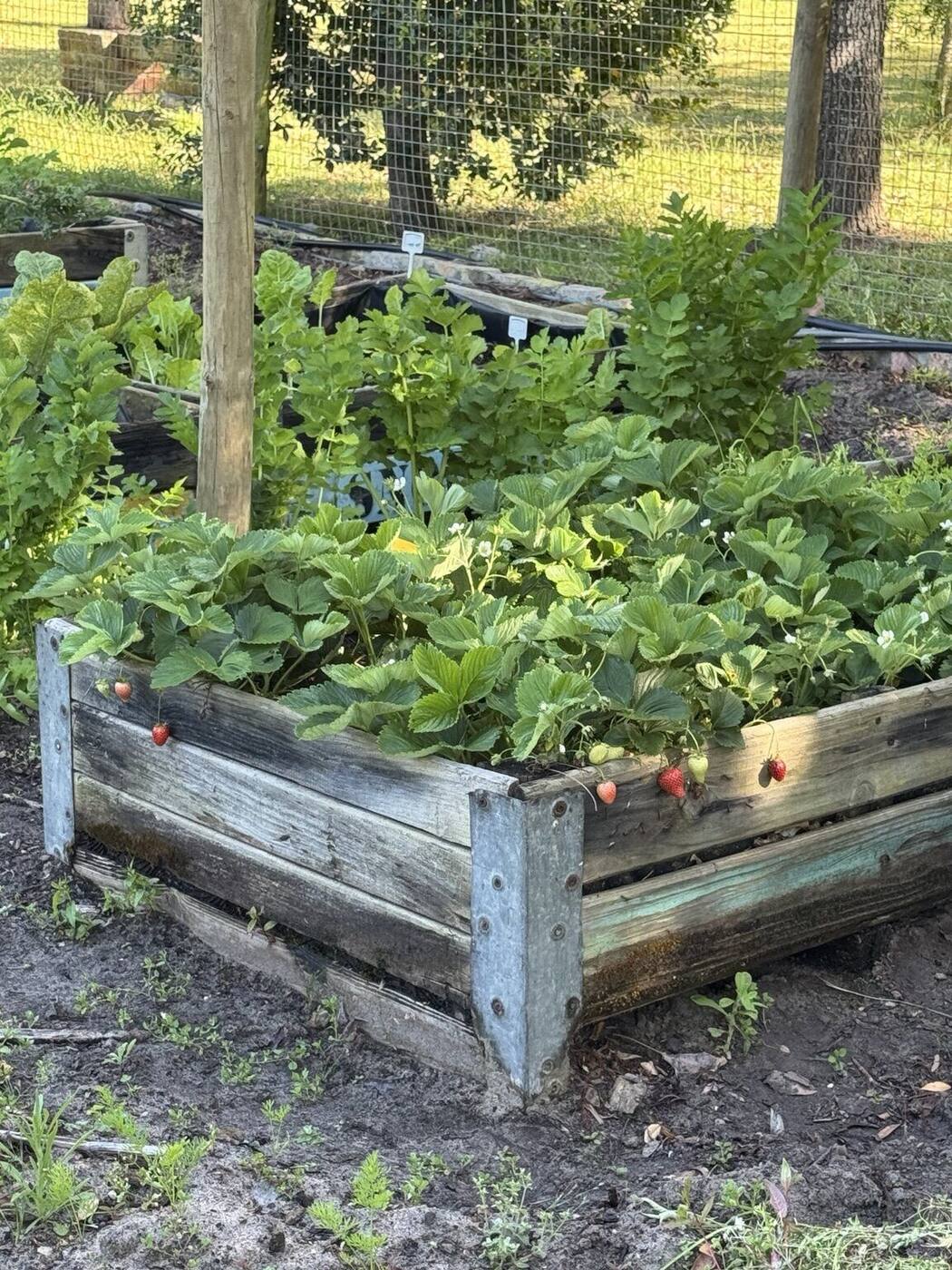 Leafy vegetables growing in a raised timber bed