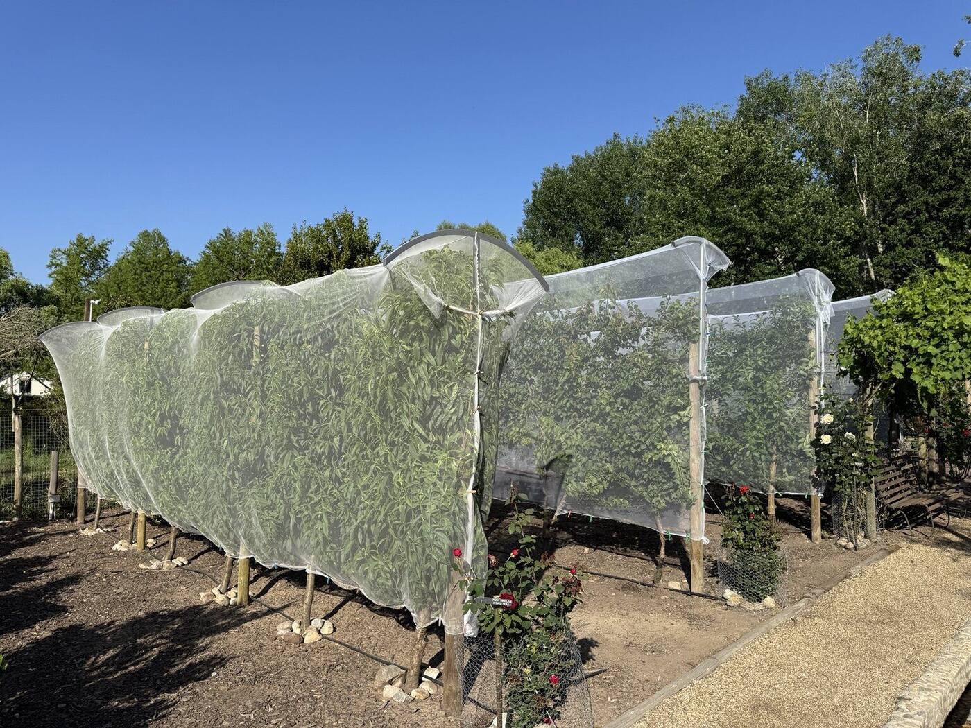 Productive growing tunnels in the farm garden