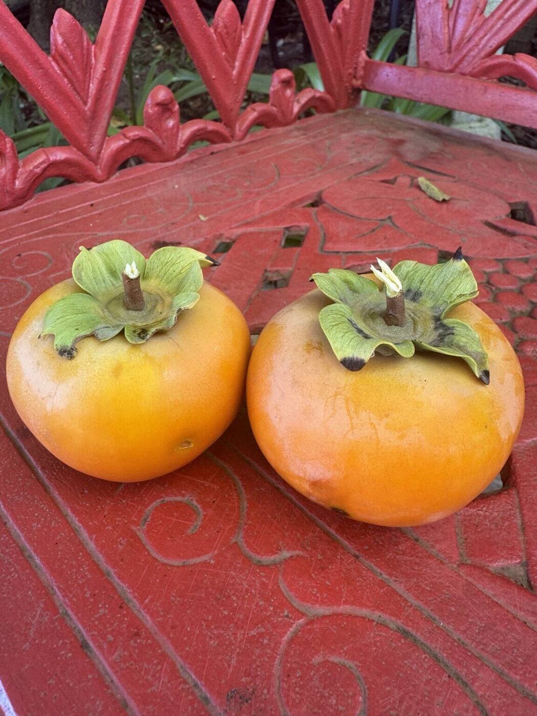 Two ripe persimmons freshly picked from the orchard